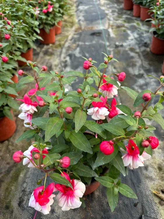  【花之屿】白纱裙~倒挂金钟室内观赏花带花苞发货