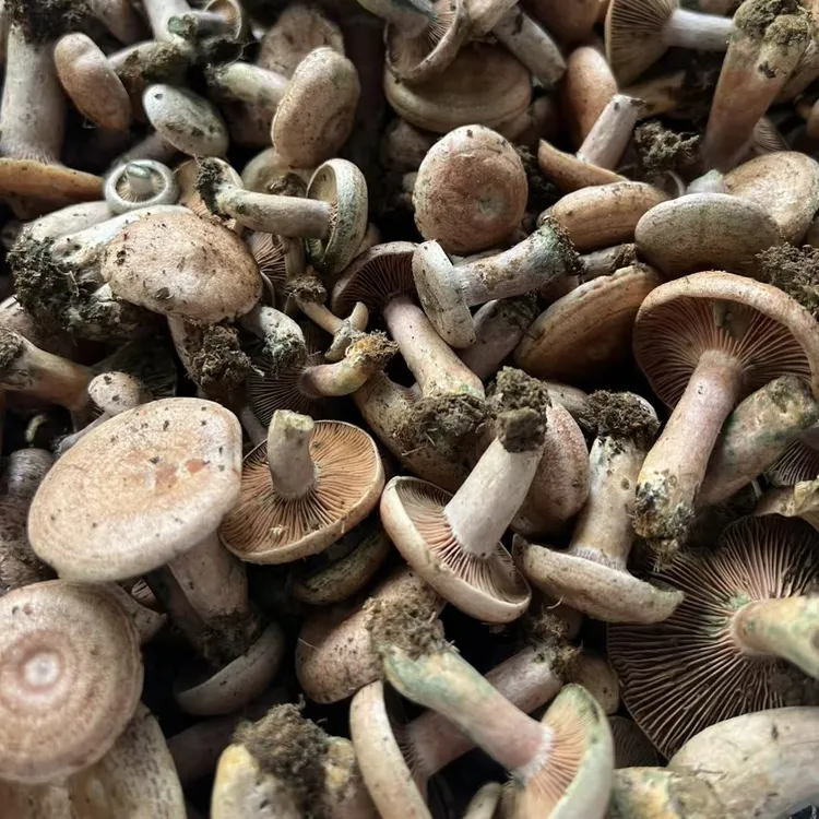 野生乌枞菌松菌新鲜枞树菌铜绿菌九月香（会氧化变绿）