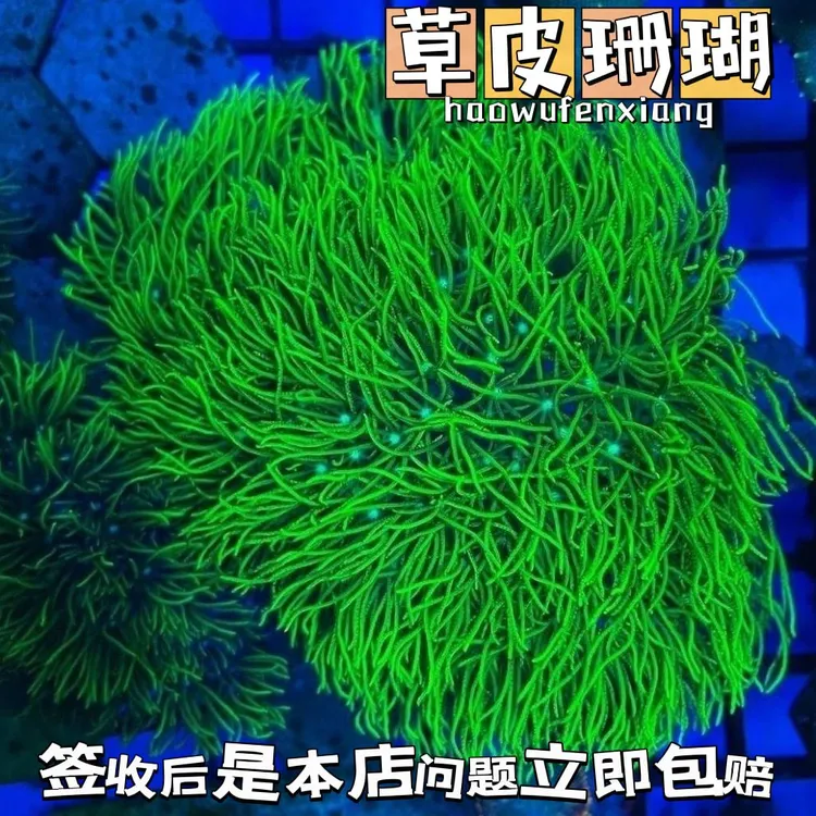 日本草皮荧光绿草皮软体母体珊瑚新手好养LPS海缸海水观赏鱼