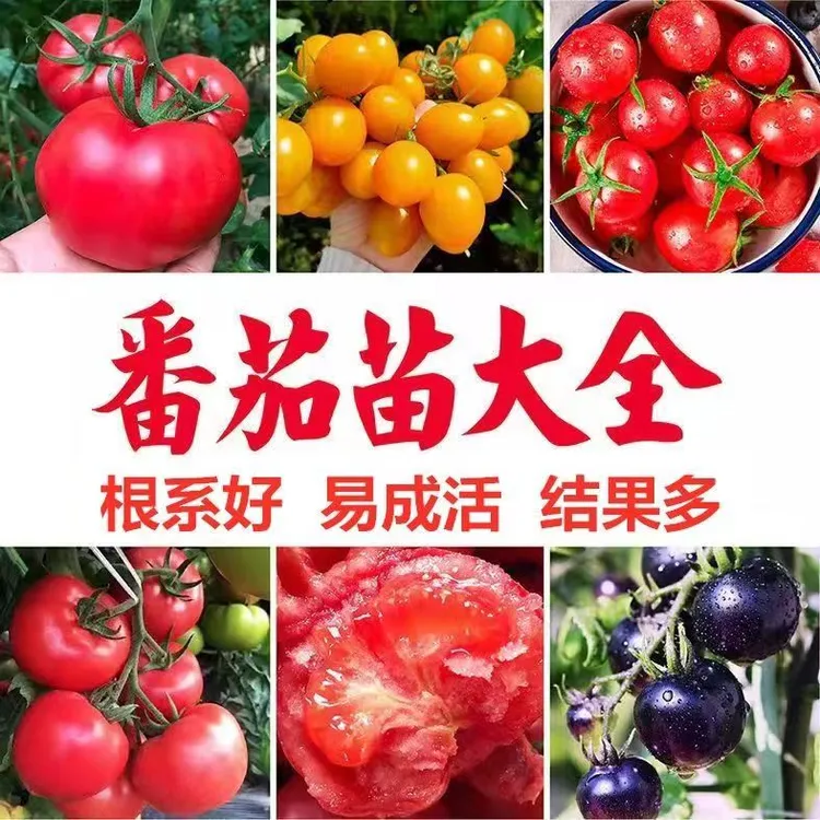 西红柿秧苗普罗旺斯番茄苗毛粉802大红903大粉906各种大番茄秧苗】