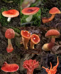 1【客-服-链-接-勿-拍】净含量：500g【阿徐现收】