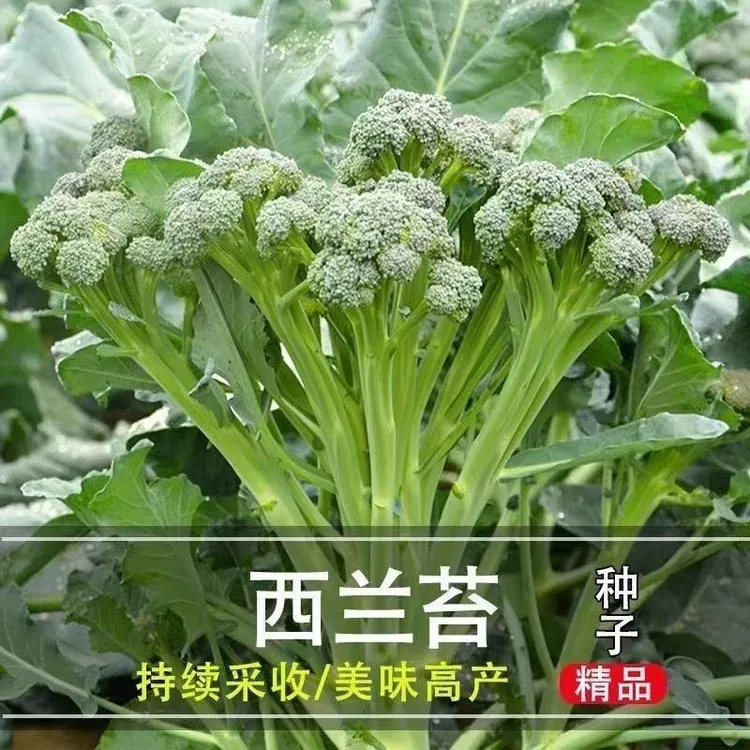 【今年新种】美味西兰苔种子营养西兰花菜种子高产抽苔花菜苔