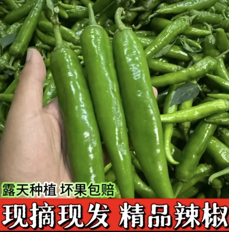 【顺丰包邮】露天种植老品种土辣椒5斤装新鲜采摘