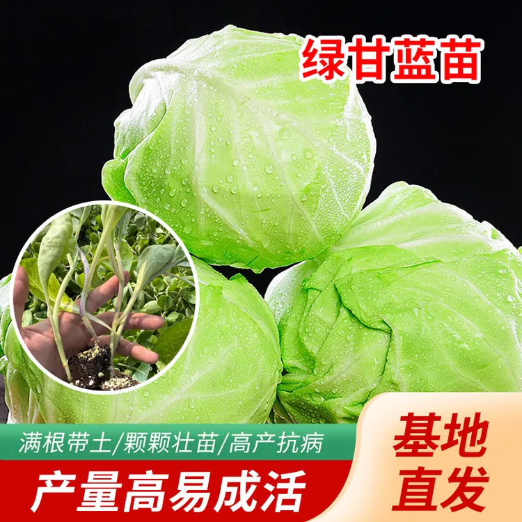 寿光甘蓝苗新鲜直供 | 优质种苗 | 易成活好种植