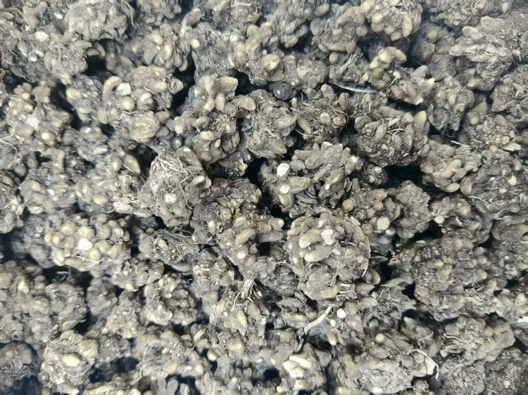 正宗野生猫爪草自然生长水洗日晒泡茶煲汤煲粥无硫熏干货新鲜批发