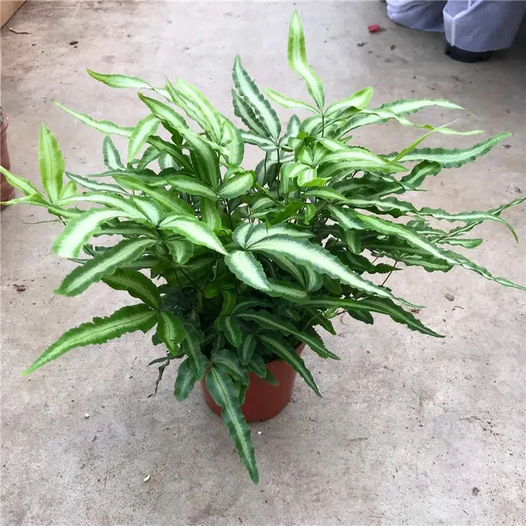 阿波银线蕨观叶绿植蕨类办公桌客厅阳台净化空气耐阴盆栽花卉包邮