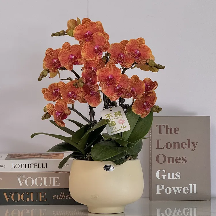 蝴蝶兰《三和蜜橙》橘色系爆款 艺术组盆绿色美观花色娇艳室内花3-5