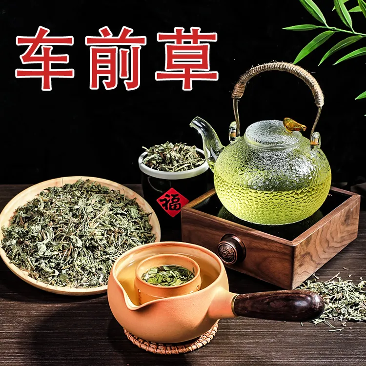 车前草人工挑选整颗好物泡茶水喝酸降尿