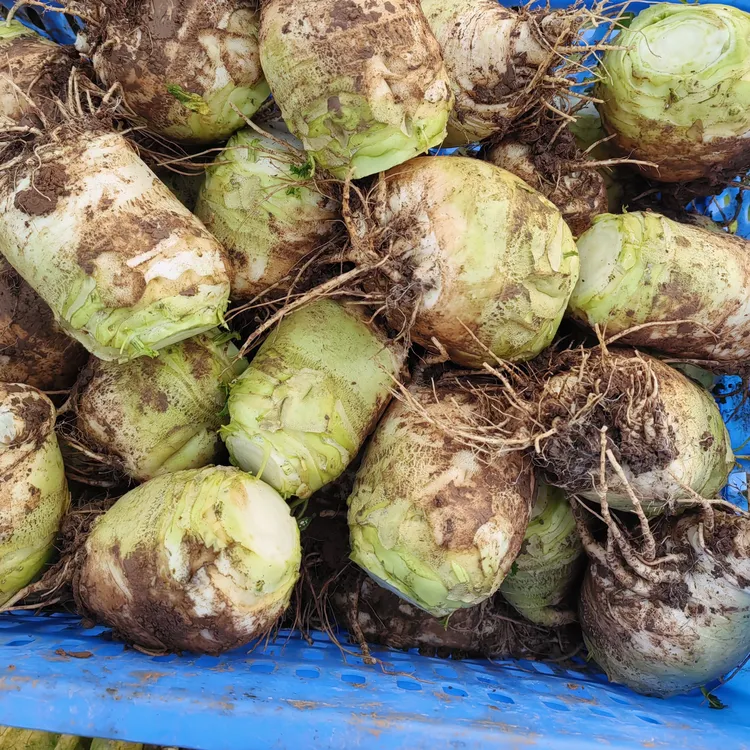 老品种大头菜四川农户自种现拔现发新鲜大头菜辣芥菜菜头疙瘩菜头