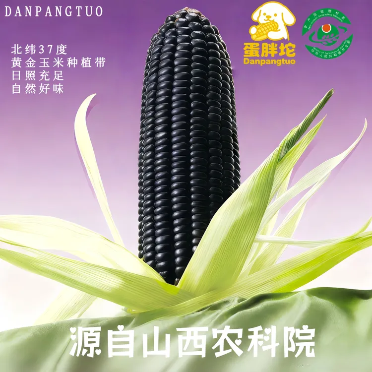 蛋胖陀山西当季头茬黑珍珠8号甜糯玉米软糯香甜真空包装