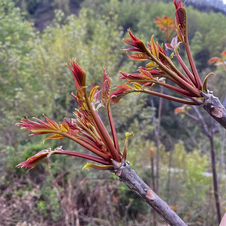 陕西岚皋头茬红油香椿1/2/4斤高山露天种植鲜嫩春芽应季时令蔬菜