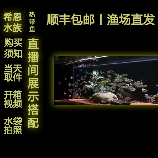 【直播70*30*30鱼缸搭配】黑尾大勾天使鱼一眉道人红虎皮钻石彩虹鲫