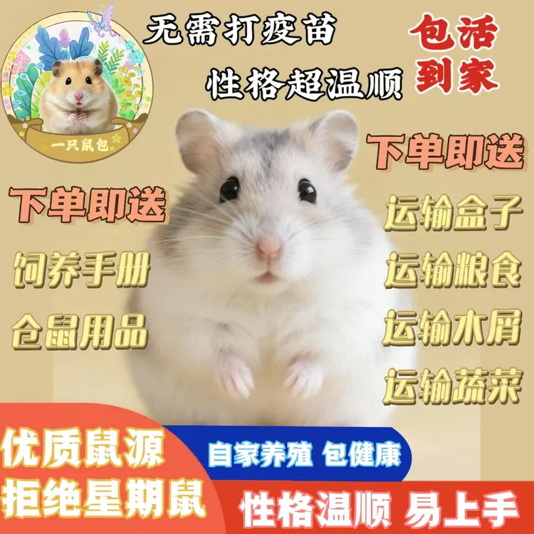 【一只鼠包】活体仓鼠宠物银狐布丁三线紫仓精品自家繁殖仓鼠宝宝