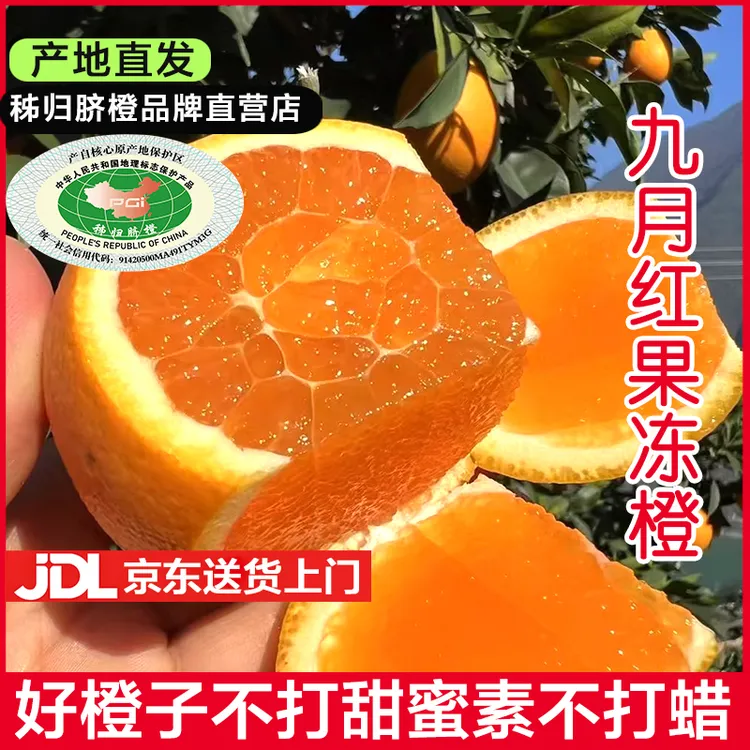 湖北秭归九月红果冻橙子当季新鲜水果孕妇手剥甜橙柑橘脐橙整箱