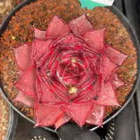 多肉一物一拍0204-222