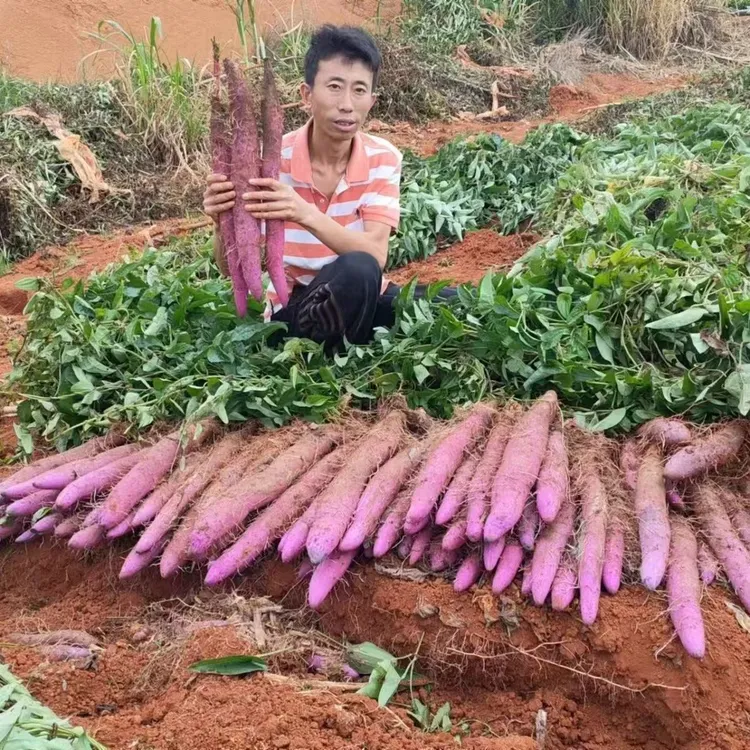 云南新鲜紫山药非铁棍山药新鲜淮山药正宗铁杆山药现挖山药3-5斤