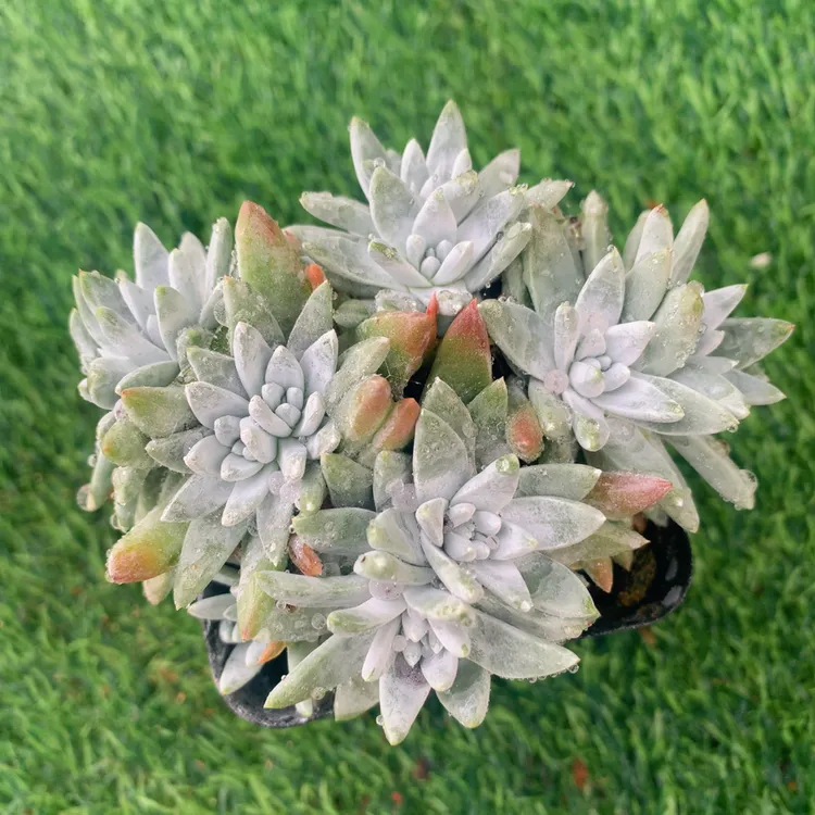 白菊群5-8CM【花界草堂】精品多肉阳台盆栽一单包邮