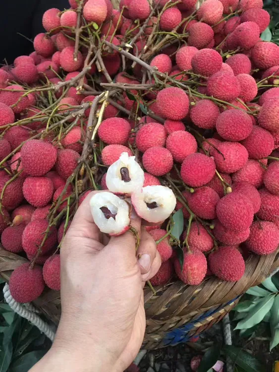 (省外专拍）百年老树荔枝顺丰包邮