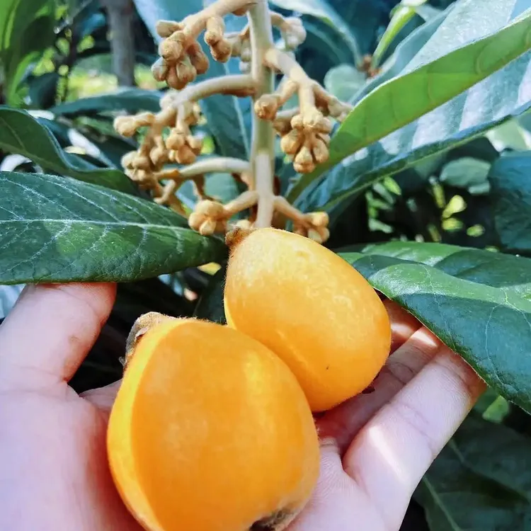 云南蒙自新鲜枇杷新鲜现摘现发当季孕妇季节性水果