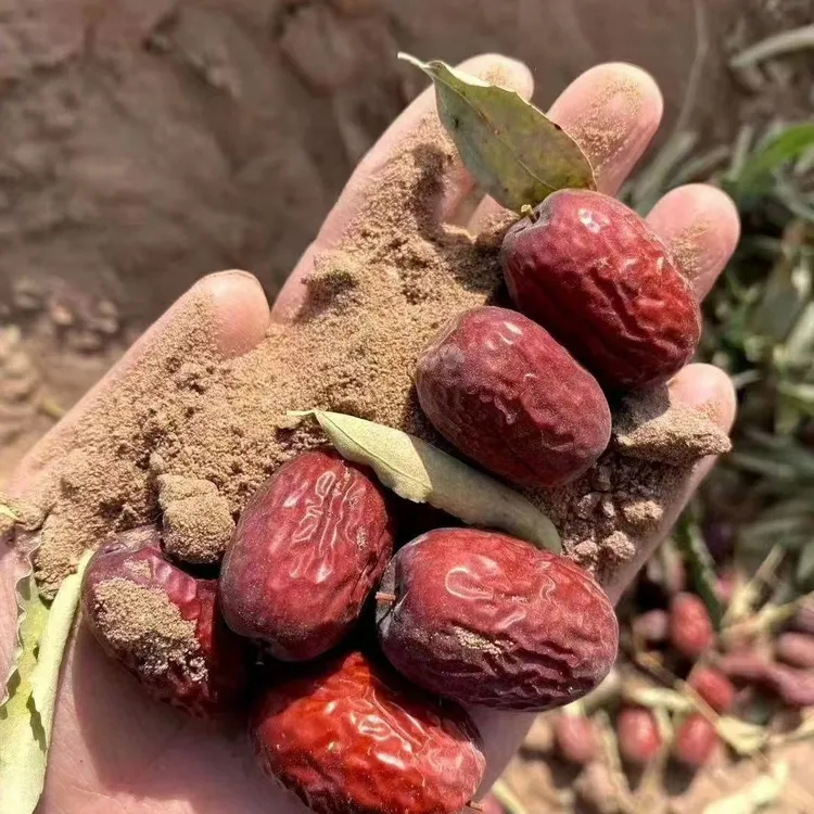 新疆土灰枣大枣2025红枣特级吊干枣原生态未清洗枣香浓郁核小皮薄