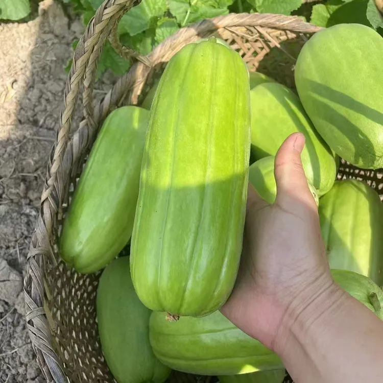 安徽无为特产新鲜菜瓜艮瓜生瓜水瓜弧瓜梢瓜可凉拌生吃3斤装包邮