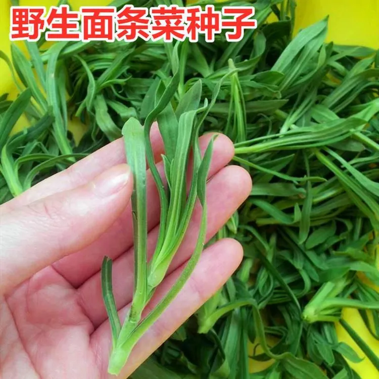 野生面条菜种子野菜种籽养生保健菜庭院阳台大面积四季高产包邮