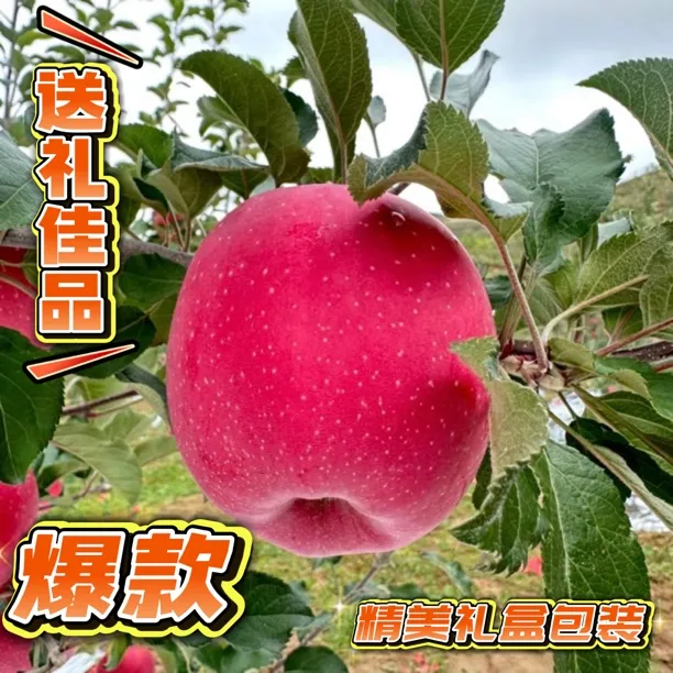 甘肃红富士产地直发精品大果精美礼盒装送礼佳品