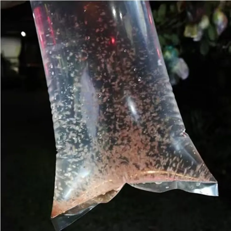 在家繁殖水蚤活体斗鱼饲料鱼苗水花孔雀鱼缸高蛋白鱼饲料开口鱼食