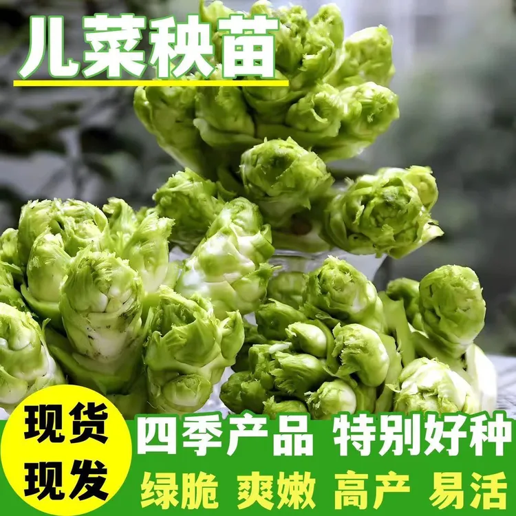 儿菜秧苗种季高产榨菜种西兰花抱子芥娃娃菜胖子地栽盆栽蔬菜种子
