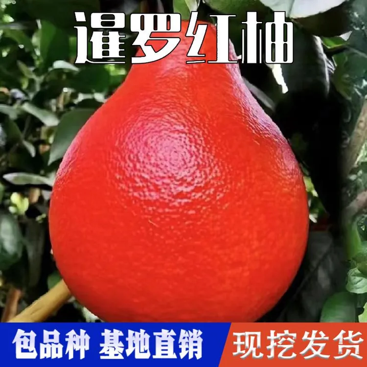 暹罗红柚苗种植嫁接活苗南北方地栽盆栽红心柚子果树果苗当年结果