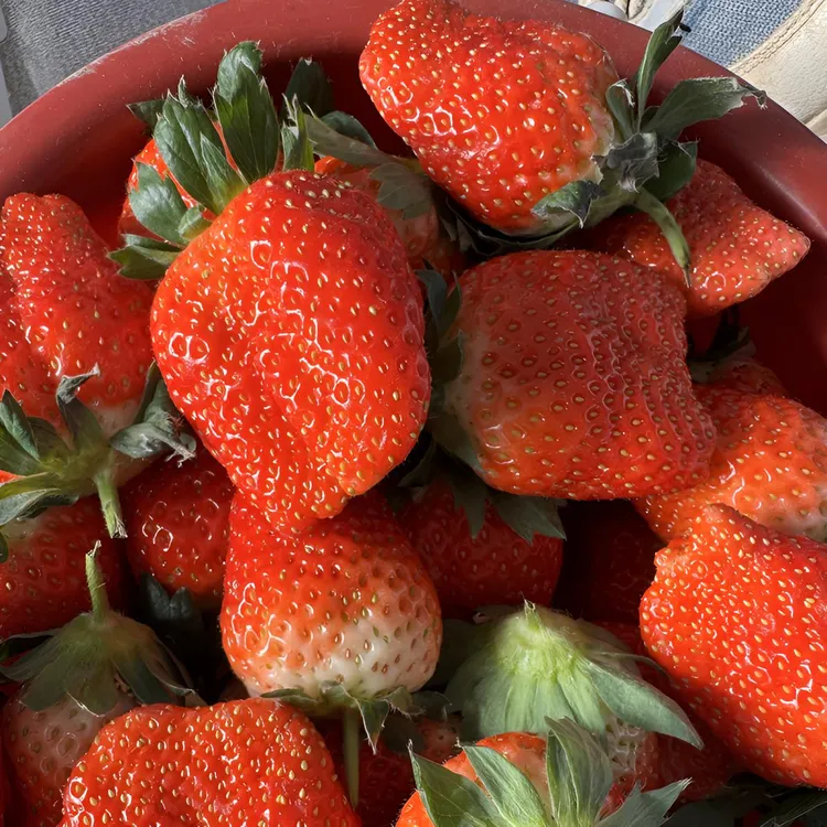 山东香野奶莓新鲜味浓现摘现发孕宝安心吃京东包邮