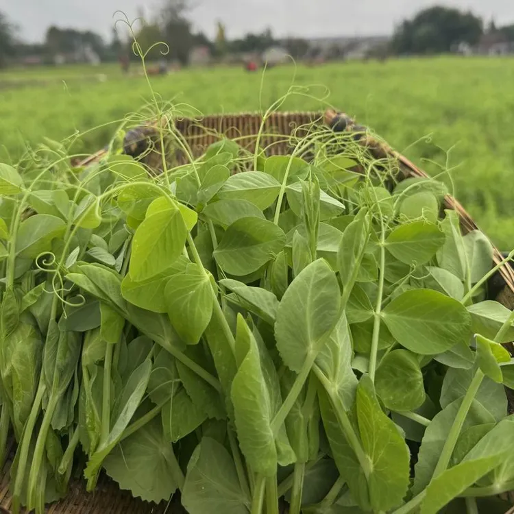 四川新鲜疏菜豌豆尖农家当季豌豆苗龙须菜火锅煮汤时令生鲜豌豆尖
