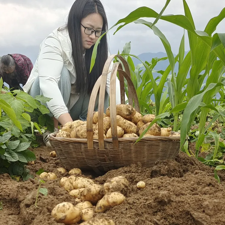 黄心马尔科土豆 黄皮黄心  黄心高山土豆