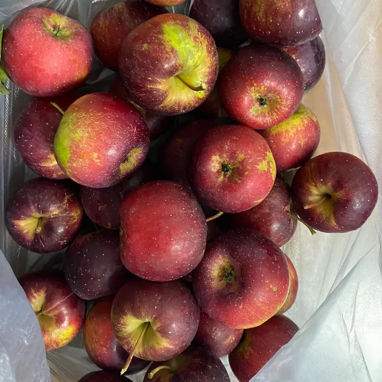 【顺丰包邮】东北特产鸡心果龙丰果新鲜应季水果脆甜可口现摘现发