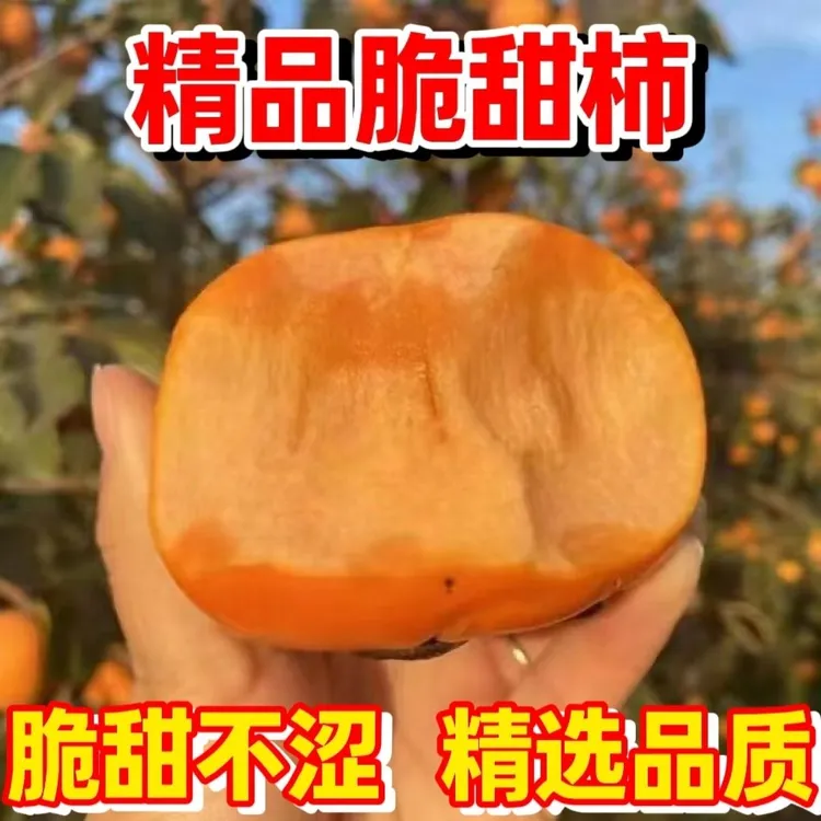 山西阳丰巧克力脆甜柿子新鲜现摘脆甜多汁不涩无籽应季水果