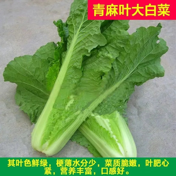 【青麻叶大白菜种子】四季种植盆栽地栽阳台小院种植