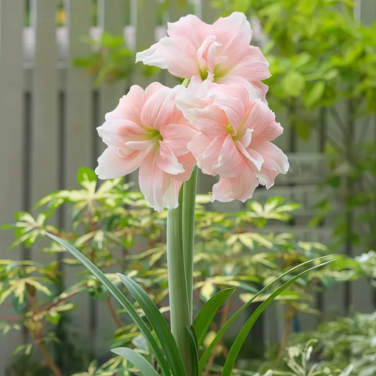 【正版朱顶红】朱顶红种球盆栽【蒂卡荣耀】观赏花卉好球精选四季特色