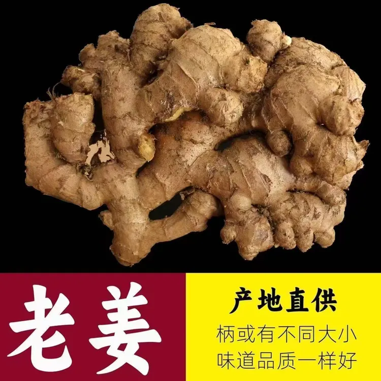 【出口级】云南三年高山小黄姜新鲜香辣十足可去腥老姜