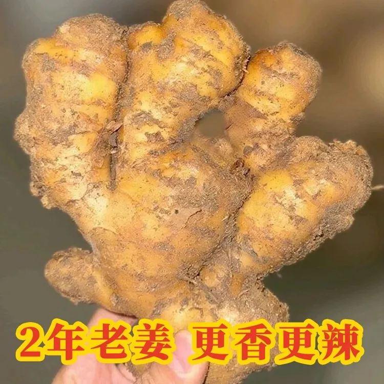 正宗山东生姜老姜大姜现挖现发新鲜农家黄姜月子干姜无熏硫大块姜