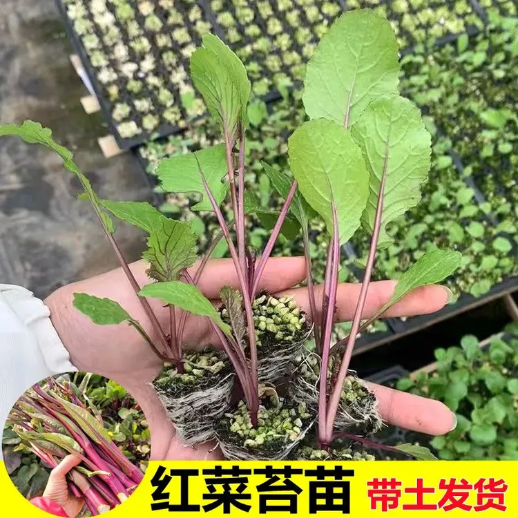 红菜苔带土穴盘秧苗蔬菜种子大全红杆红菜苔新鲜阳台秋季庭院种植