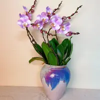 桦艺优选【明星】精品蝴蝶兰室内花卉高雅轻奢高级盆栽艺术组盆    