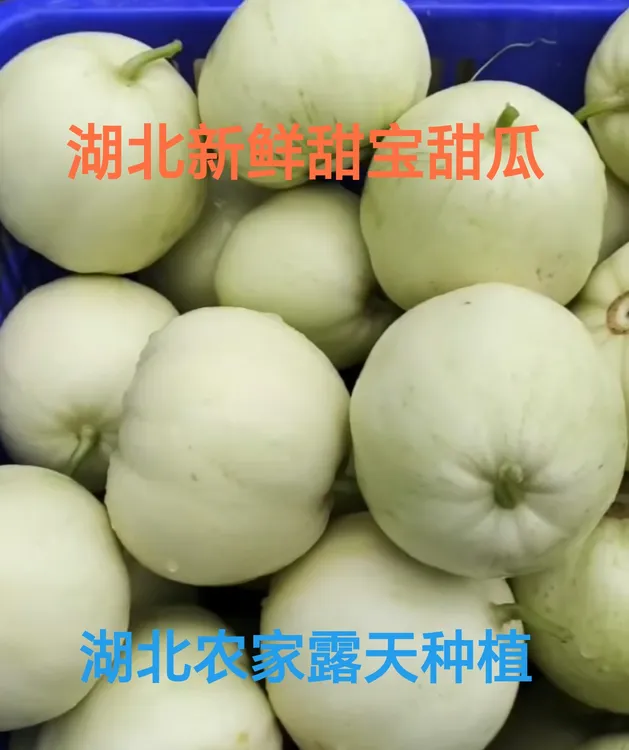 湖北新鲜甜瓜农家露天甜宝当季水果现摘老式小香瓜脆瓜白瓜3-5斤