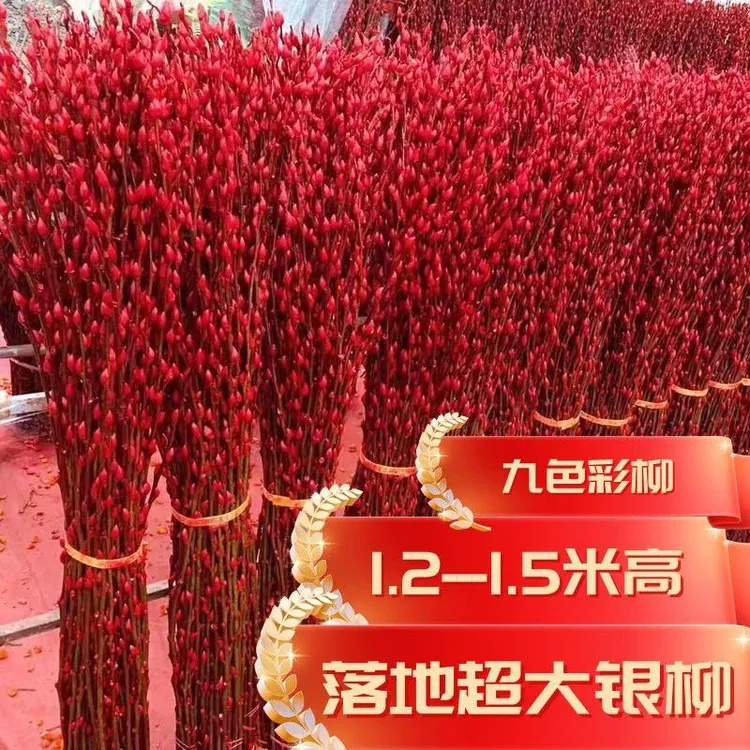 1-1.5米高特大银柳 年宵花卉银柳真花落地客厅摆件鲜枝超大银柳