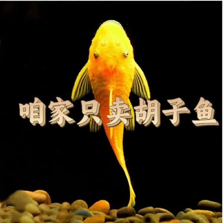 黄金黄金大帆工具清藻养黄金大包邮黄金除藻工具鱼