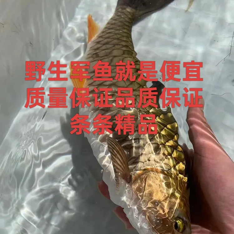 野生军鱼皮实好养鱼池鱼塘都可以养吃小鱼虾已训好料吃浮性饲料
