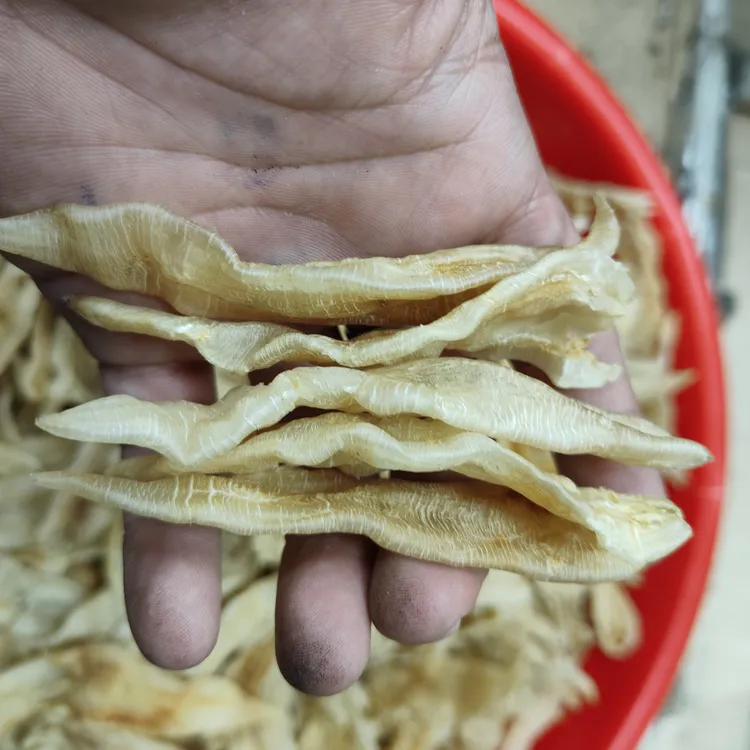 特推优惠[75头，120头双背金龙母胶]汕尾港厚肉足干，胶质超好超粘