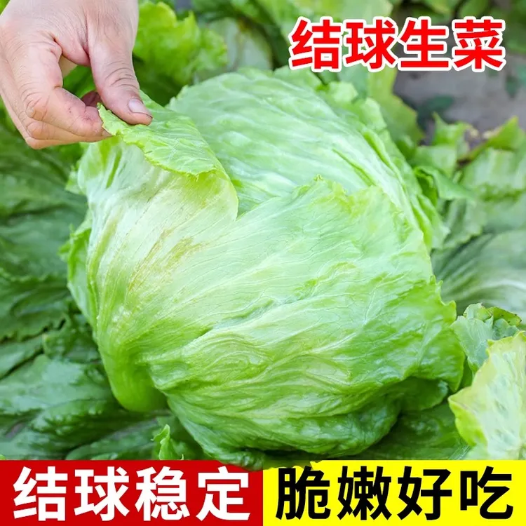 【结球生菜种子】奶油包心生菜脆甜球型生菜春夏秋四季生菜球菜种子