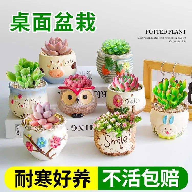 新手植物组合创意室内套餐景观盆栽肉肉办公室小花卉绿植盆栽