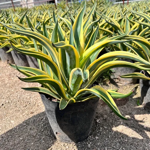 金覆轮龙舌兰沙生庭院造景绿植盆栽四季植物客厅室内懒人防辐甲醛