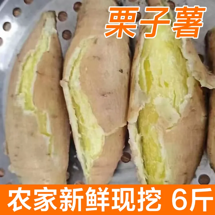 湛江吴川番薯栗子薯农家自种现挖新鲜板栗薯